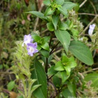 Strobilanthes rhamnifolia var. rhamnifolia (Nees) T. Anderson